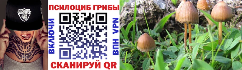 ссылка на мегу ссылка  Новая Ладога  Галлюциногенные грибы Cubensis 